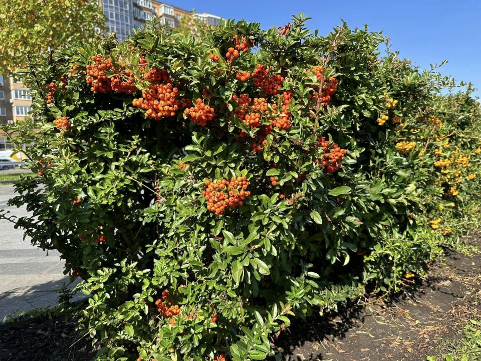 У Дніпрі розцвіли піраканти