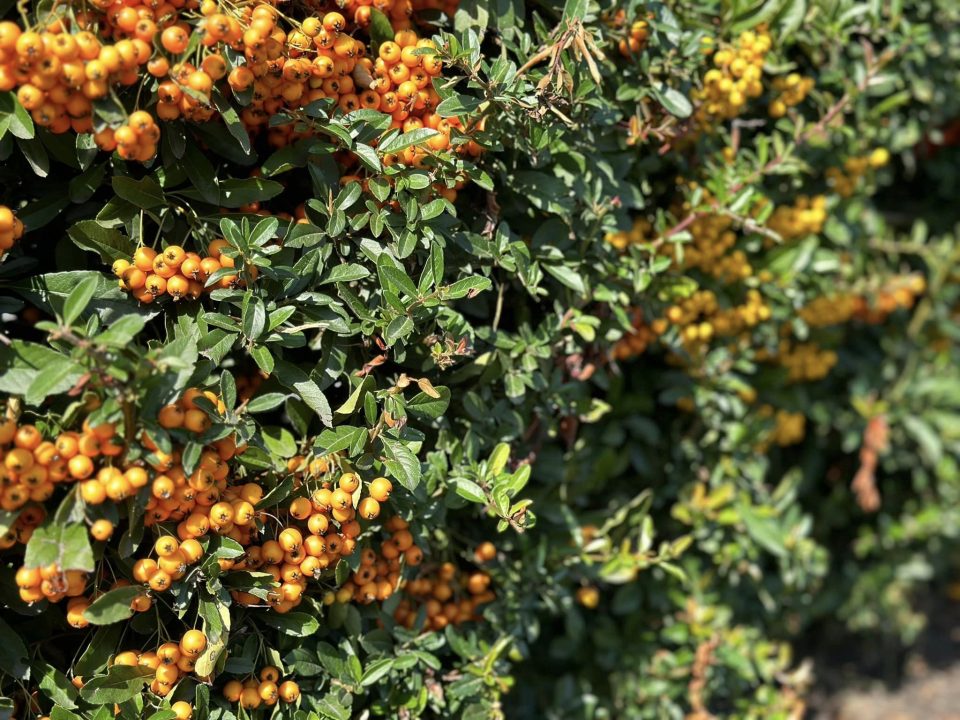 У Дніпрі розцвіли піраканти