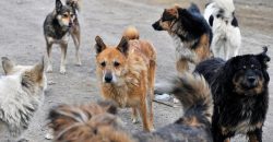 В одной из громад Днепропетровщины жители жалуются на стаи собак - рис. 4
