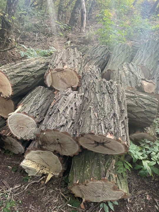 Вырубили деревьев более чем на 100 тысяч гривен: на Днепропетровщине задержали группу лесорубов - рис. 1