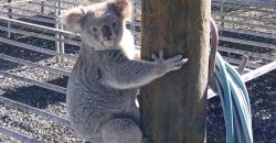 Обʼївся та не зміг втекти: в Австралії коала обікрав ферму