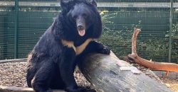 Шотландський зоопарк «всиновив» ведмедя, який отримав травму в Донецькій області
