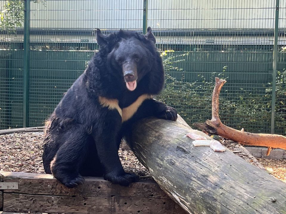 Шотландський зоопарк «всиновив» ведмедя, який отримав травму в Донецькій області