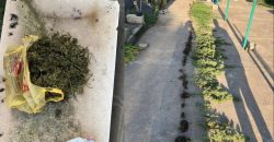 На Днепропетровщине правоохранители обнаружили у женщины наркосодержащие растения - рис. 14