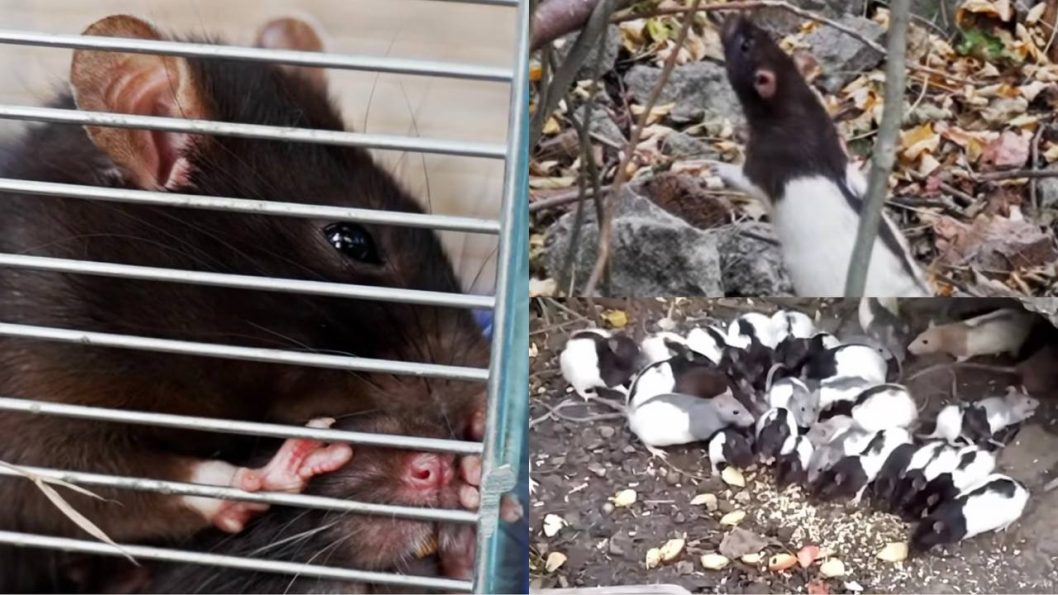 Криворізьке сімейство декоративних пацюків лікують у Києві: деякі гризуни можуть переїхати в Париж