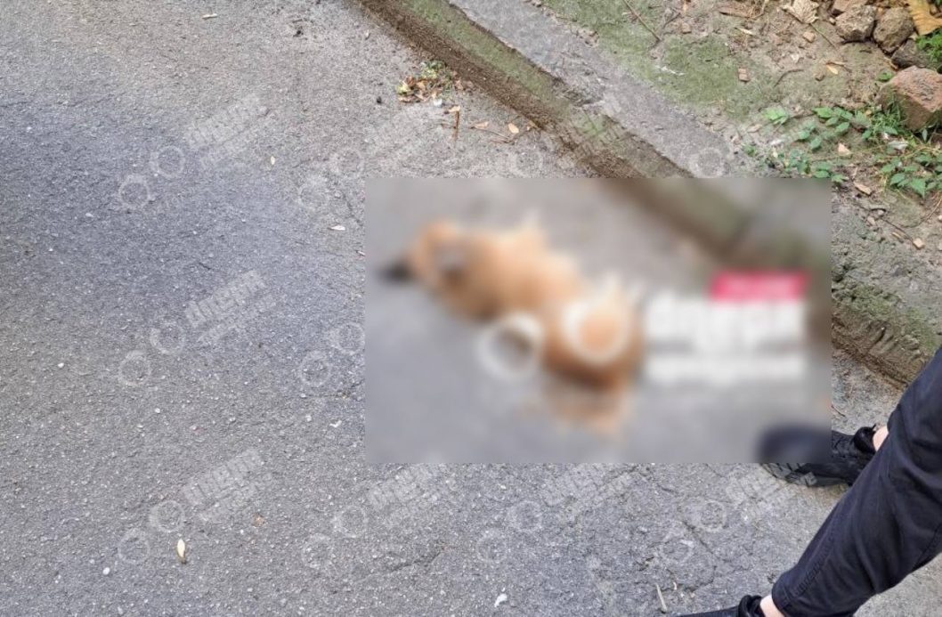 У Дніпрі затримали жінку, яка викинула собаку з вікна багатоповерхівки