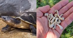 У ставку поблизу Нікополя масово винищують черепах: берег завалений кістками