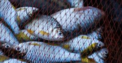 В Днепре задержали браконьера, который наловил рыбы более чем на 300 тысяч гривен - рис. 2