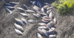 На Днепропетровщине мужчина незаконно наловил рыбы более чем на 80 тысяч гривен - рис. 1