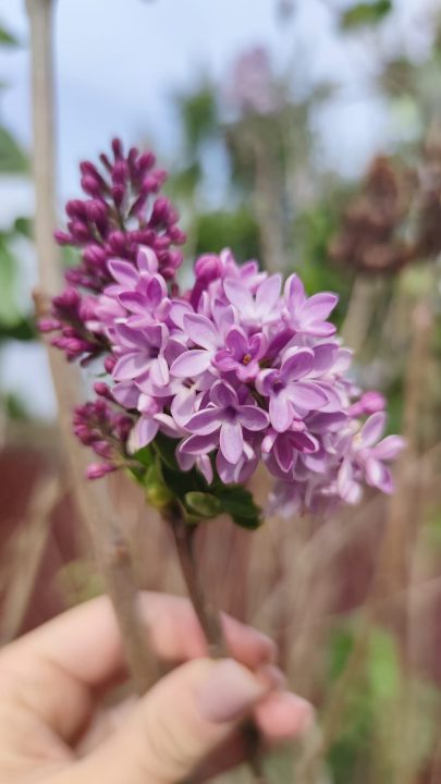 У Дніпрі знову квітне бузок (Фото) - рис. 2