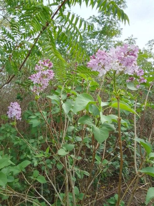 У Дніпрі знову квітне бузок (Фото) - рис. 3