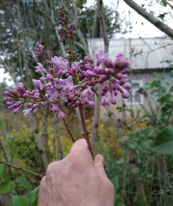 У Дніпрі знову квітне бузок (Фото) - рис. 1