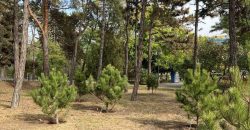 На Монастирському острові висадити 30 хвойних дерев (Фото)