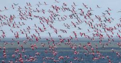 В Одесскую область в нацпарк "Тузловские лиманы" прилетели более 1000 розовых фламинго - рис. 10