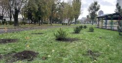 Озеленение города: в парке Днепра высадили сосны и рябину - рис. 7