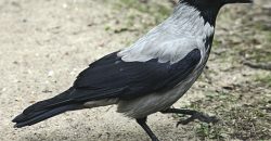 У Дніпрі ворона “врятувала” водія від штрафу за паркування