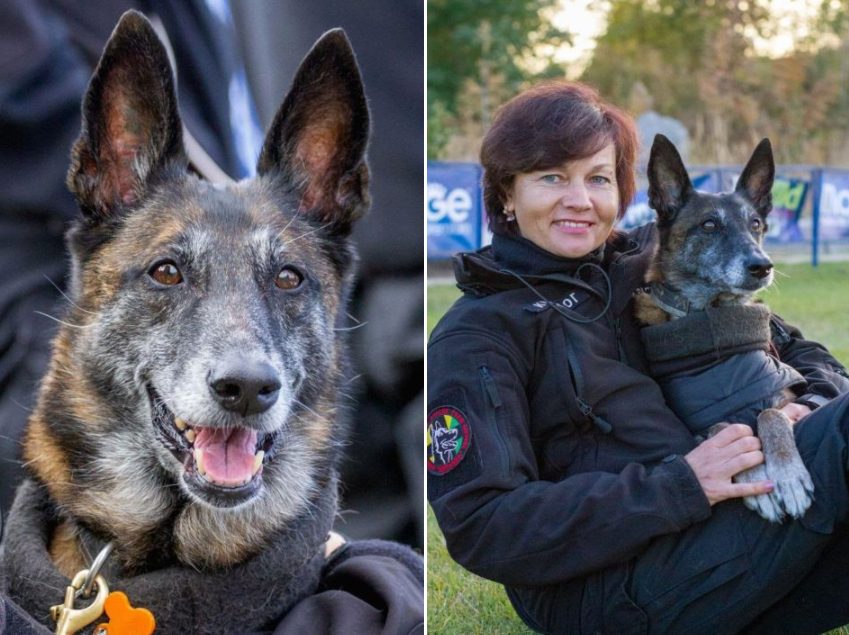 Собака-рятувальник Павлоградського пошуково-рятувального загону допомагає співробітникам ДСНС