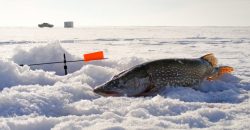 На Дніпропетровщині заборонять вилов риби: коли та на скільки