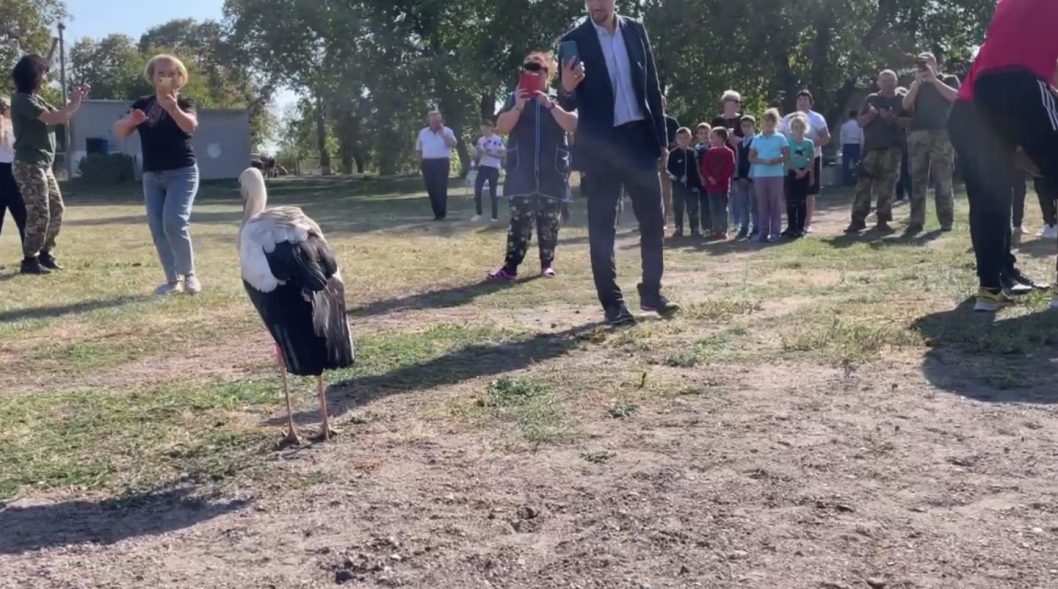 Пропавший одесский аист "Везунчик" нашелся в одной из общин Днепропетровщины - рис. 1