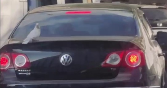 Пташиний автостоп: у середмісті Дніпра голуб катався на машині - рис. 1