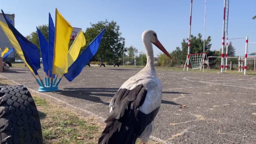 Пропавший одесский аист "Везунчик" нашелся в одной из общин Днепропетровщины - рис. 2