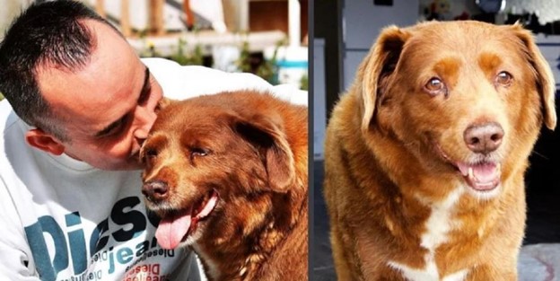 На 32 году жизни умерла самая старая собака в мире по прозвищу Бобби - рис. 3