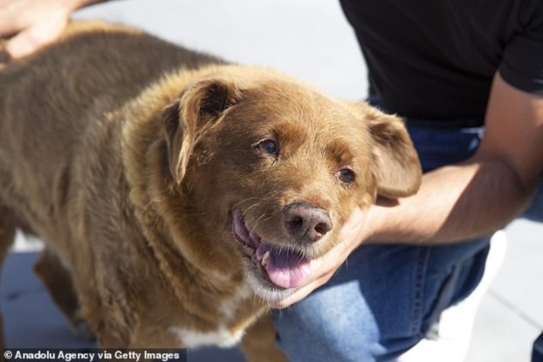 На 32 році життя помер найстаріший собака у світі на прізвисько Боббі - рис. 1