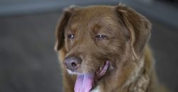 На 32 році життя помер найстаріший собака у світі на прізвисько Боббі - рис. 3