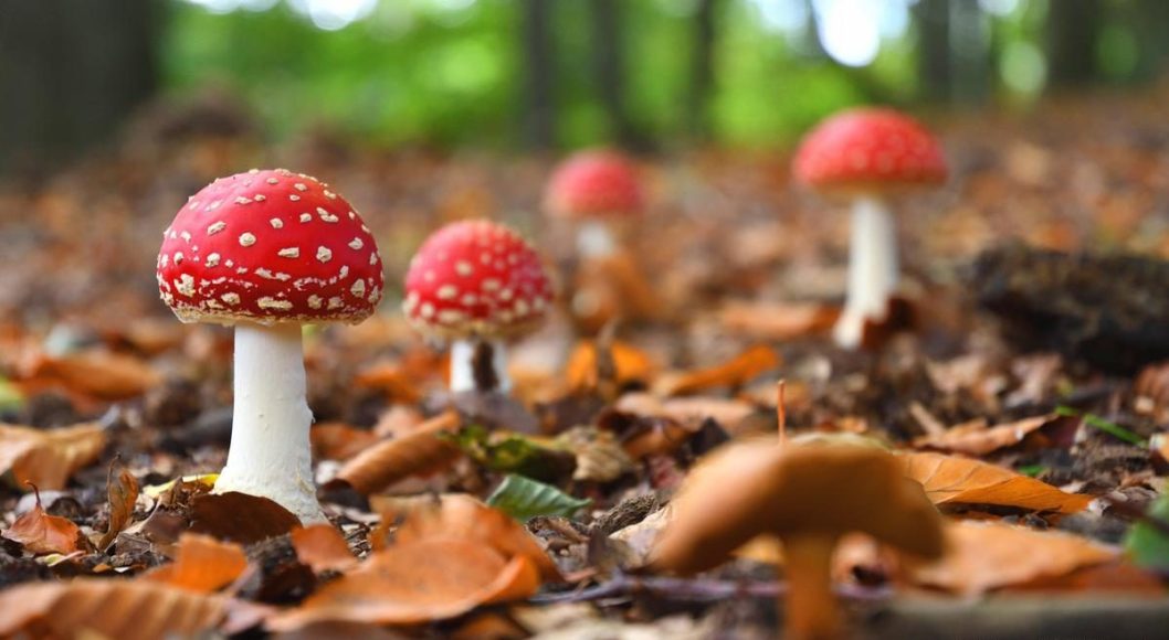 На Дніпропетровщині двоє чоловіків отруїлись грибами