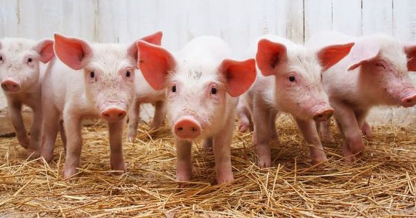 Повторити «фокус» з олією! – Сергій Касьянов про експортні перспективи української свинини