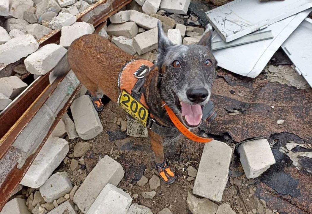 Собака-рятувальник Павлоградського пошуково-рятувального загону допомагає співробітникам ДСНС