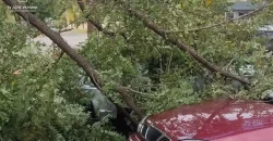 В Днепре дерево упало на припаркованные автомобили - рис. 17
