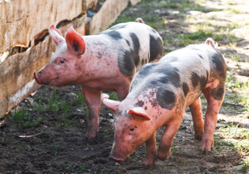 На Дніпропетровщині виявлено вірус африканської чуми свиней