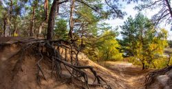 На Дніпропетровщині фотограф натрапив на незвичні дерева