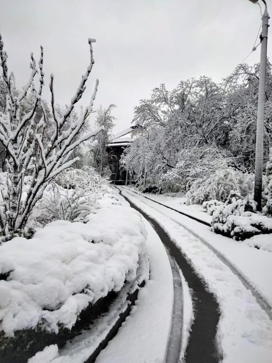 Зимняя сказка: ботанический сад Днепра укрыло первым снегом - рис. 3