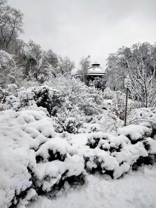 Зимова казка: ботанічний сад Дніпра укрило першим снігом - рис. 5
