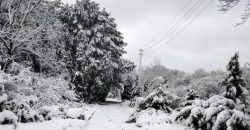 Зимняя сказка: ботанический сад Днепра укрыло первым снегом - рис. 19