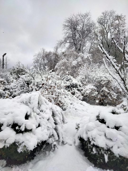 Зимова казка: ботанічний сад Дніпра укрило першим снігом - рис. 2