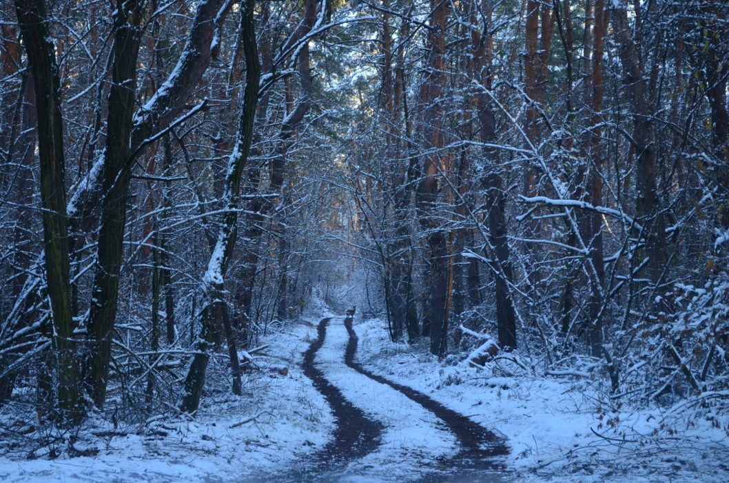На Дніпропетровщині сфотографували граціозного звіра - рис. 1
