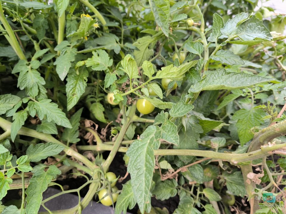 У центрі Дніпра в клумбі росте кущ помідорів