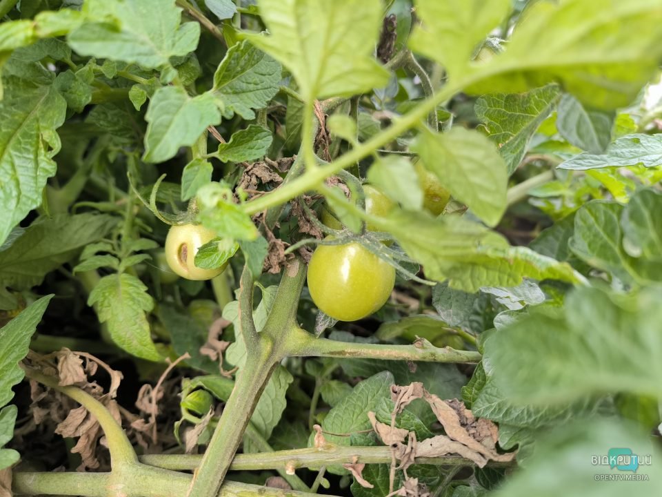 У центрі Дніпра в клумбі росте кущ помідорів