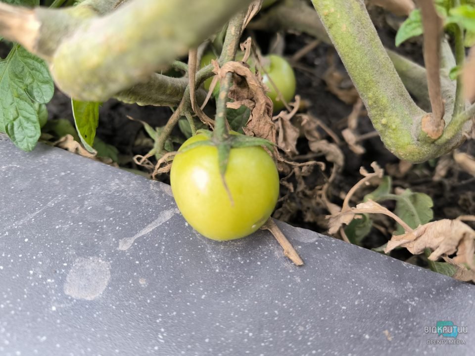 В центре Днепра посреди клумбы растет куст помидоров - рис. 4