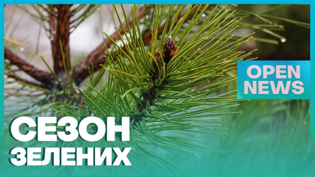 Східний лісовий офіс оприлюднив ціни на новорічні ялинки у Дніпропетровській області - рис. 2
