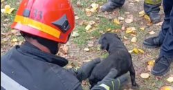 На Днепропетровщине спасли собаку, которая провалилась в погреб - рис. 4