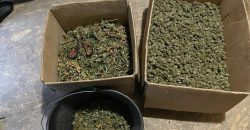На Дніпропетровщині вилучили марихуани орієнтовно на 10 млн гривень