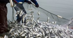 На Днепропетровщине мужчина незаконно наловил рыбы более чем на 110 тыс. грн - рис. 2