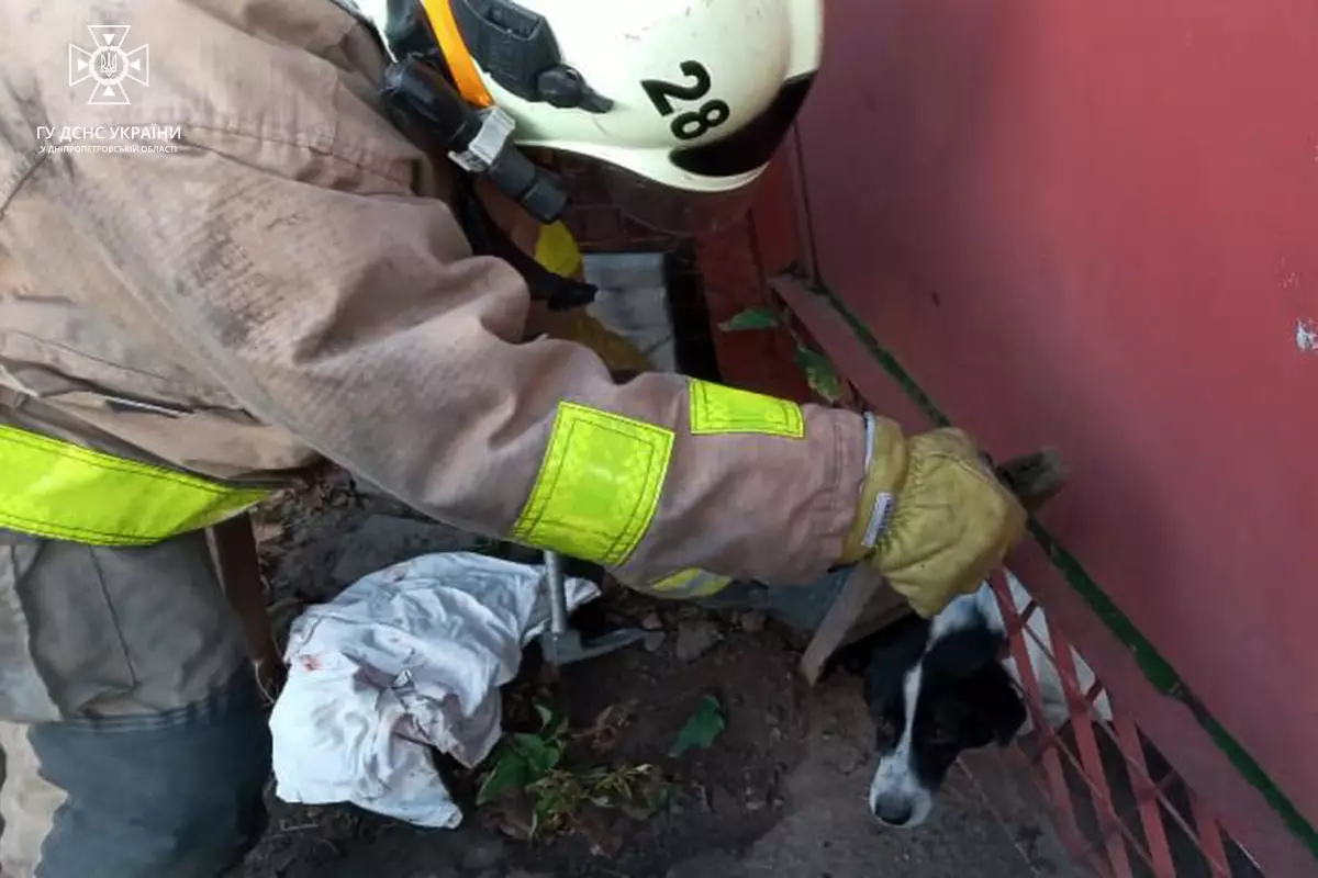На Днепропетровщине чрезвычайники спасли собачонку, которая застряла в заборе - рис. 1