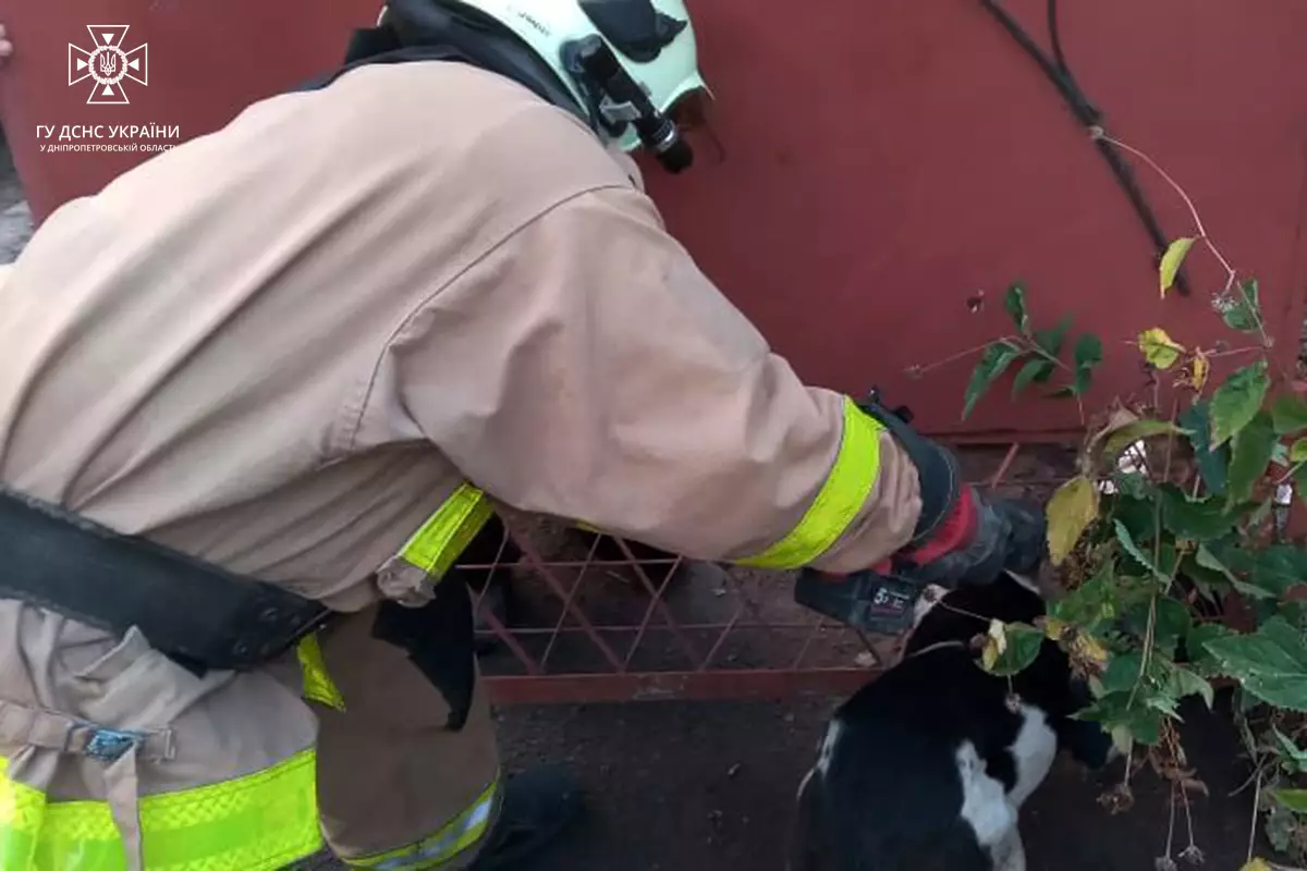 На Днепропетровщине чрезвычайники спасли собачонку, которая застряла в заборе - рис. 2