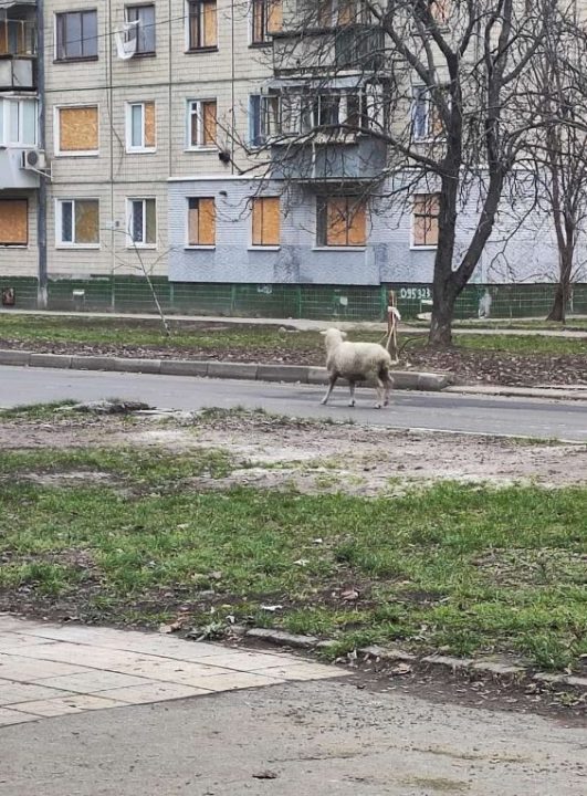 На Дніпропетровщині баран розгулює посеред міста - рис. 2