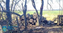 На Дніпропетровщині затримано чоловіків, які організували незаконну вирубку дерев - рис. 13